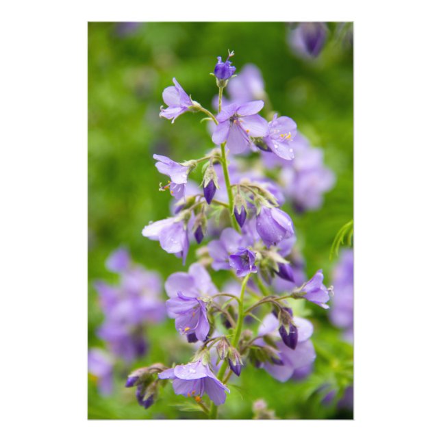Delikate blaue Blumen auf einem grünen Feld im Frü Fotodruck (Vorne)