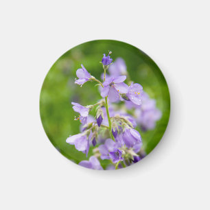 Delikate blaue Blumen auf einem grünen Feld im Frü Magnet