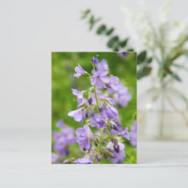Delikate blaue Blumen auf einem grünen Feld im Frü Postkarte