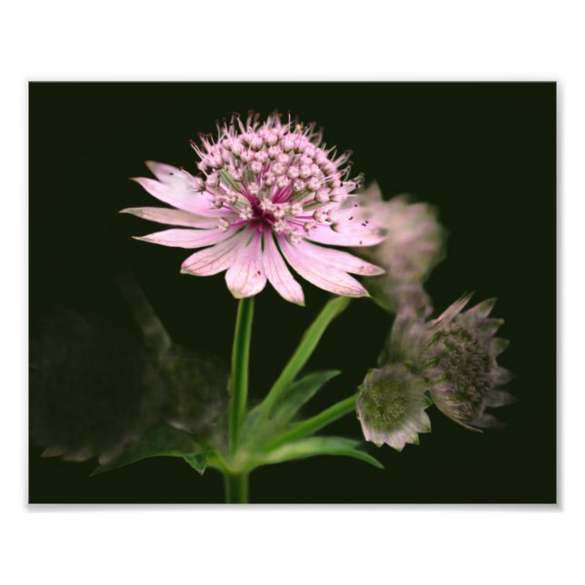 Delikate Blume 8x10 Fotodruck (Vorne)