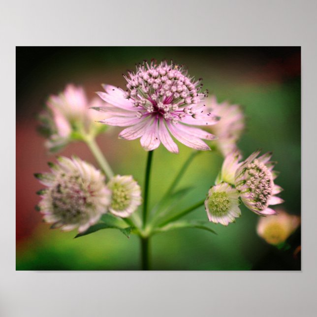 Delikate Blume Poster (Vorne)