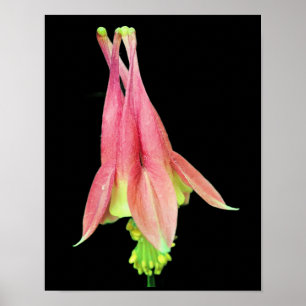 Delikate Columbine-Blume Poster