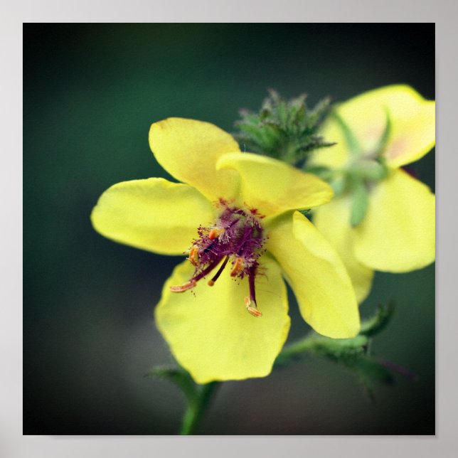 Delikate Gelbe Wildblume Poster (Vorne)