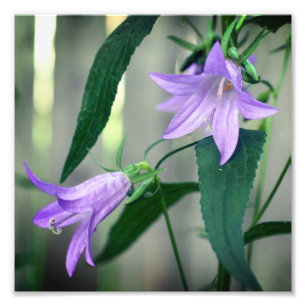 Delikate Lila Lily-Blume 8x8 Fotodruck