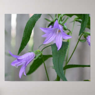 Delikate Lila Lily-Blume Poster