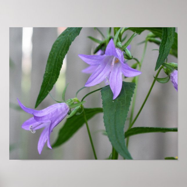 Delikate Lila Lily-Blume Poster (Vorne)