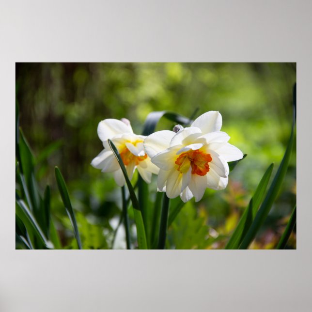 Delikate niedliche Daffodien Federposter Poster (Vorne)