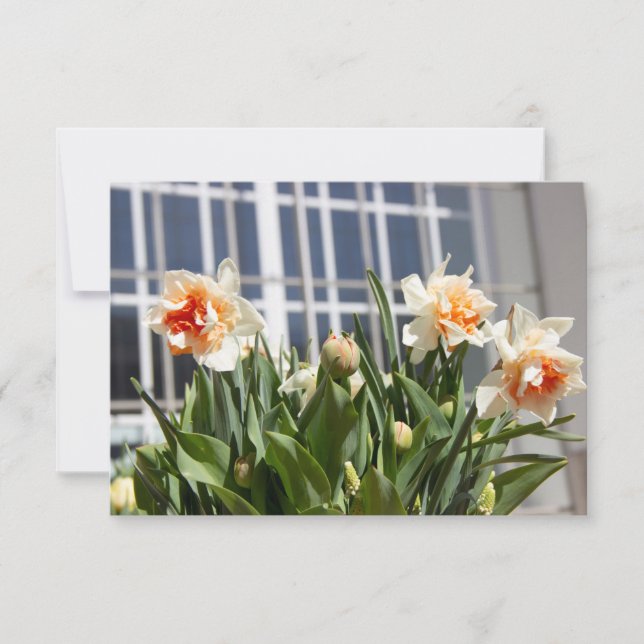 Delikate niedliche Narzissen (Vorderseite)