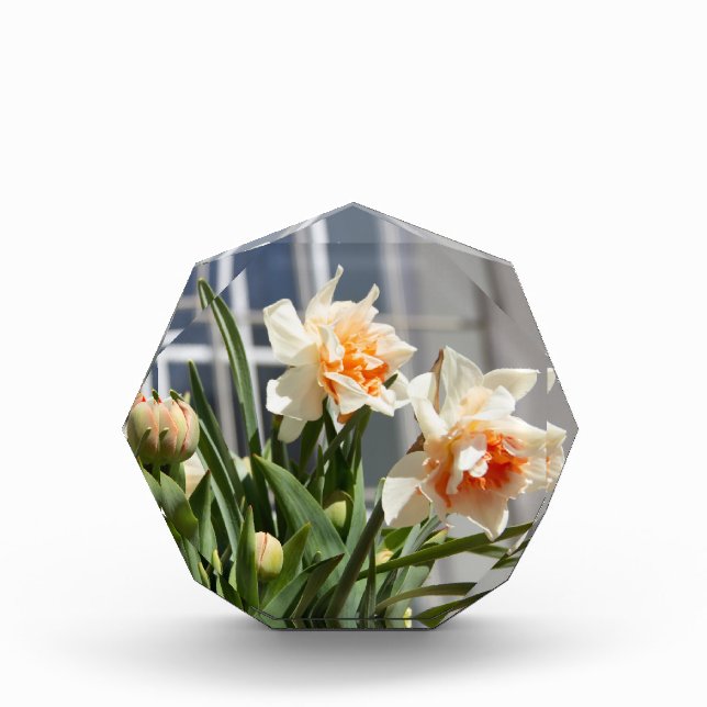 Delikate niedliche Narzissen Fotoblock (Vorderseite)