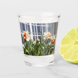 Delikate niedliche Narzissen Schnapsglas