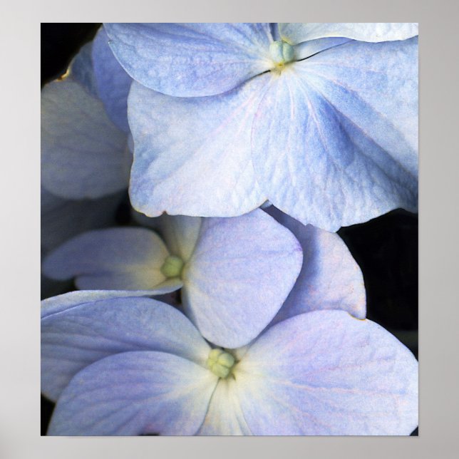 Delikate Petals Poster/Fine Art Print Poster (Vorne)