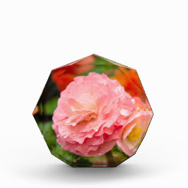 Delikate rosa Blume nach Regen Fotoblock