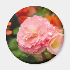 Delikate rosa Blume nach Regen Magnet