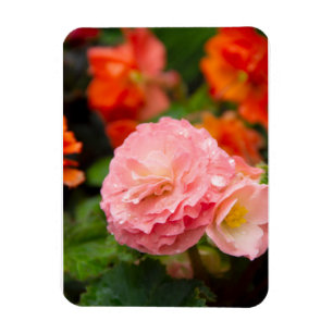 Delikate rosa Blume nach Regen Magnet