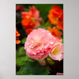 Delikate rosa Blume nach Regen Poster