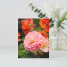 Delikate rosa Blume nach Regen Postkarte