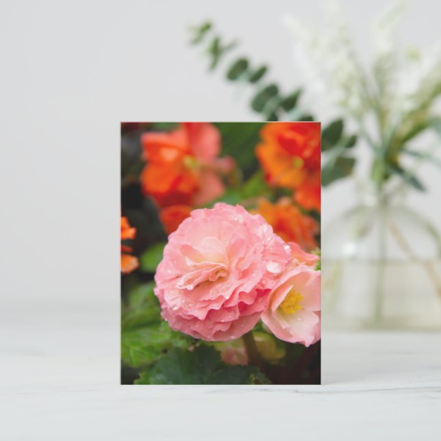 Delikate rosa Blume nach Regen Postkarte (Stehend Vorderseite)