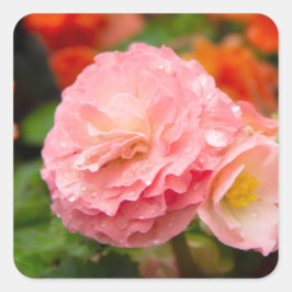 Delikate rosa Blume nach Regen Quadratischer Aufkleber