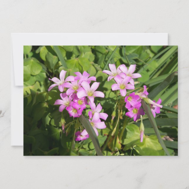 Delikate Rosa Frühlingssonne - Wildblumen (Vorderseite)