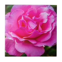 Delikate rosa Rosa Rose.