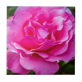 Delikate rosa Rosa Rose. Fliese