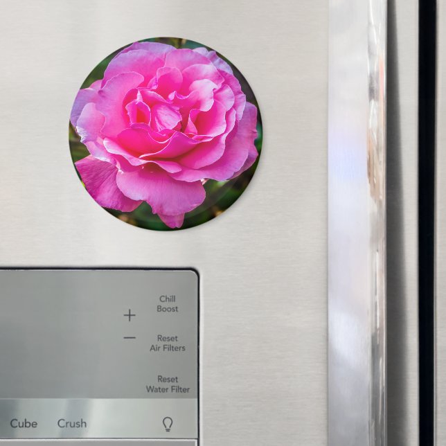 Delikate rosa Rosa Rose. Magnet (In Situ (Kühlschrank))