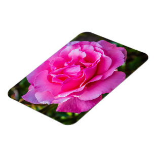 Delikate rosa Rosa Rose. Magnet