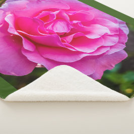 Delikate rosa Rosa Rose. Sherpadecke