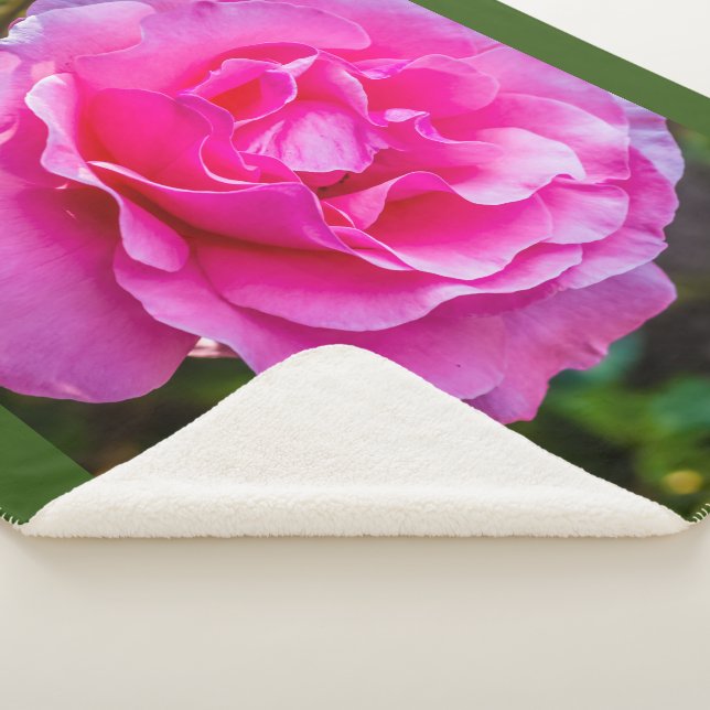 Delikate rosa Rosa Rose. Sherpadecke (3/4)