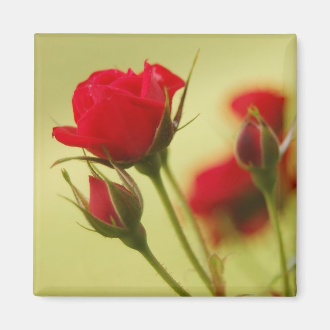 Delikate Rote Rose Magnet (Vorne)