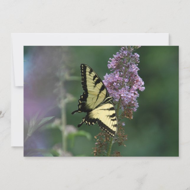 Delikate Touch eines Schmetterlings - flache Grußk Karte (Vorderseite)