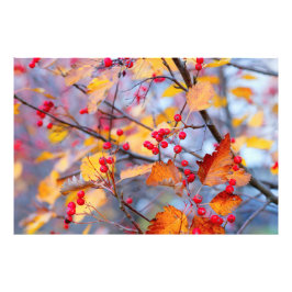 Delikate Waldbeeren im Herbst Fotodruck