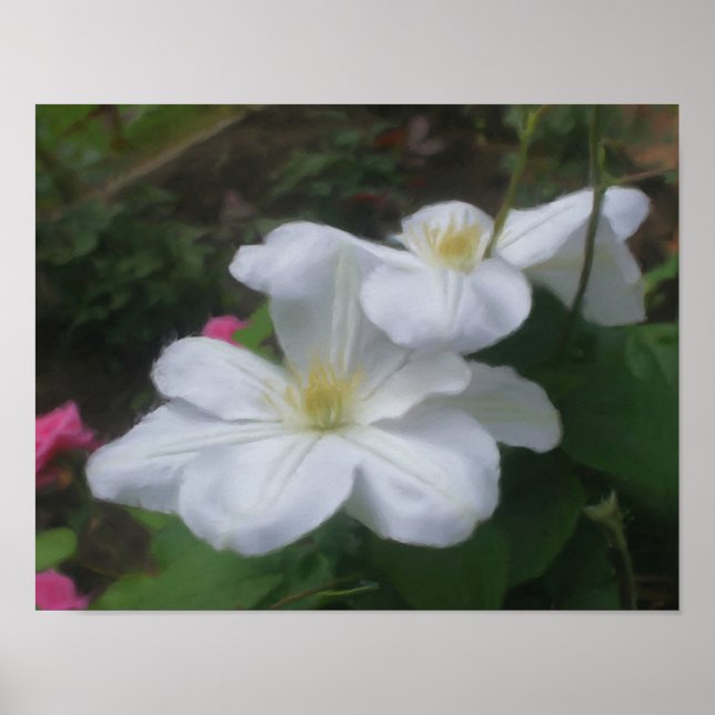 Delikate White Clematis Blume Foto Malerei Poster (Vorne)