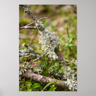 Delikates Moos auf einem Ast im Wald Poster