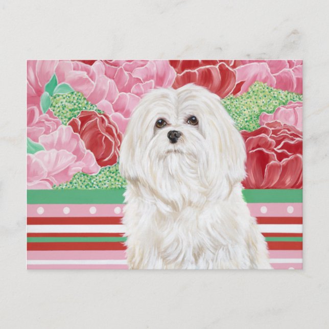Della Rose Maltese Postkarte (Vorderseite)