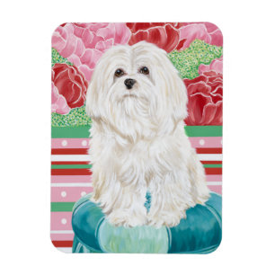 Della Rose maltesisch Magnet