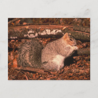 Delmarva Penninsula Fox Squirrel Postkarte