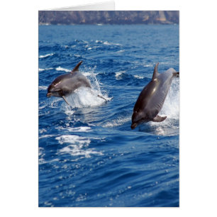 Delphin-Abenteuer