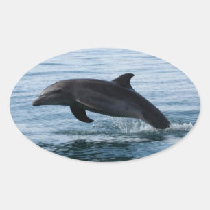 Delphin-Aufkleber Ovaler Aufkleber