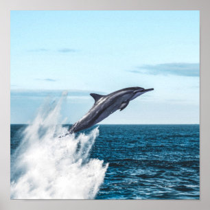 Delphin, die aus dem Ozean springen Poster