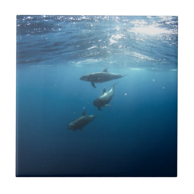 Delphin-Familie Fliese (Vorderseite)