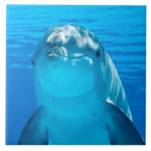 Delphin Fliese