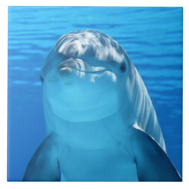 Delphin Fliese (Vorderseite)
