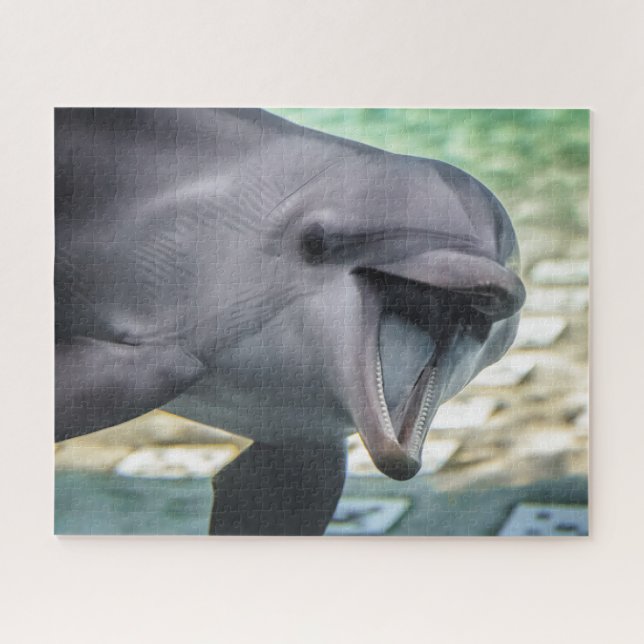 Delphin Getty Bild-| (Horizontal)