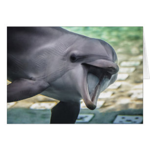 Delphin Getty Bild-