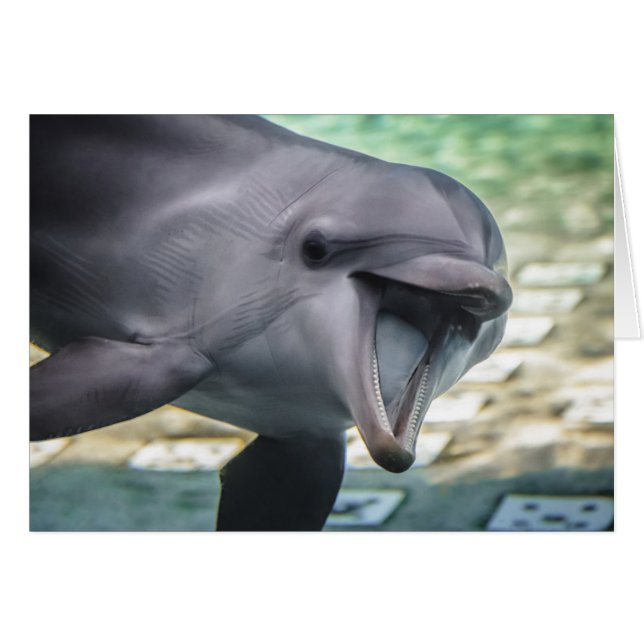 Delphin Getty Bild-| (Vorderseite (Horizontal))