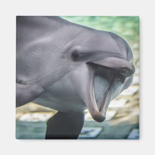 Delphin Getty Bild- Magnet