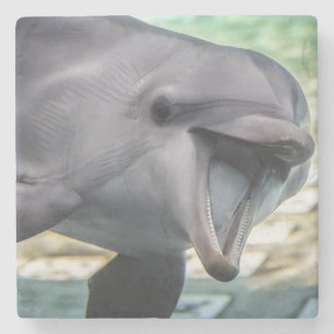 Delphin Getty Bild- Steinuntersetzer