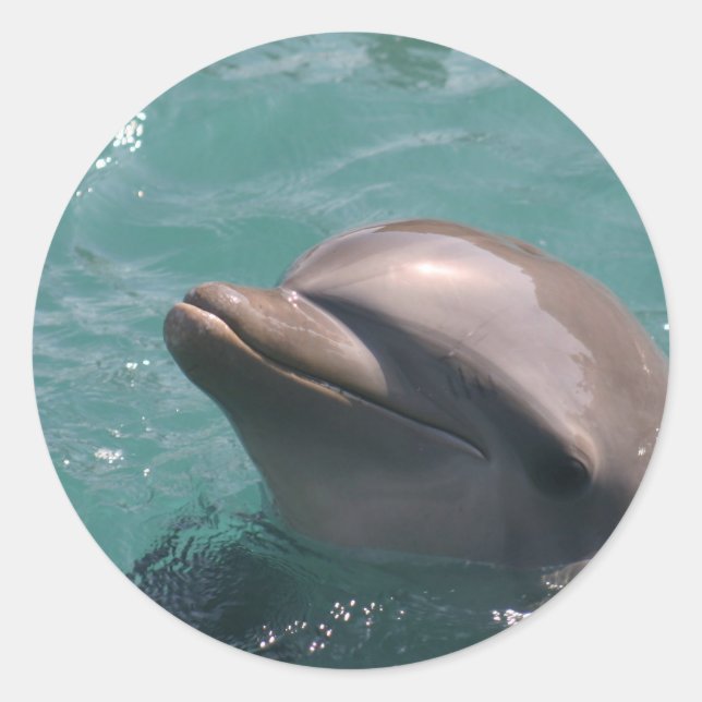 Delphin-grinsende Aufkleber (Vorderseite)