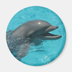 Delphin Magnet